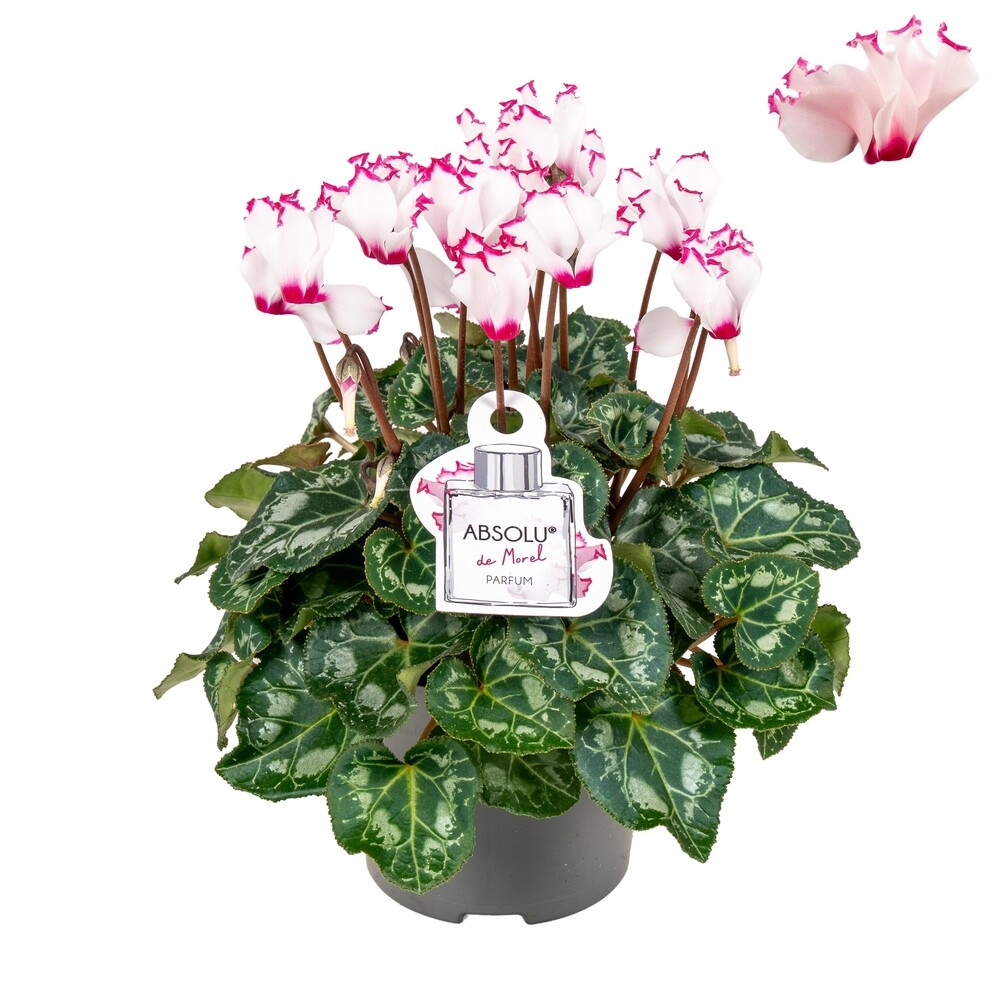 Cyclamen persicum victoria