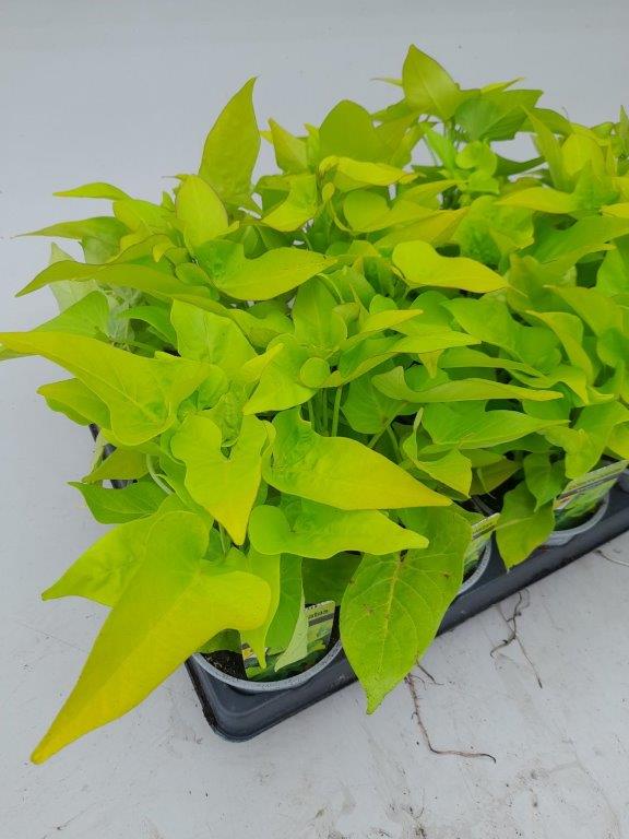 Ipomoea