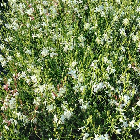 gaura