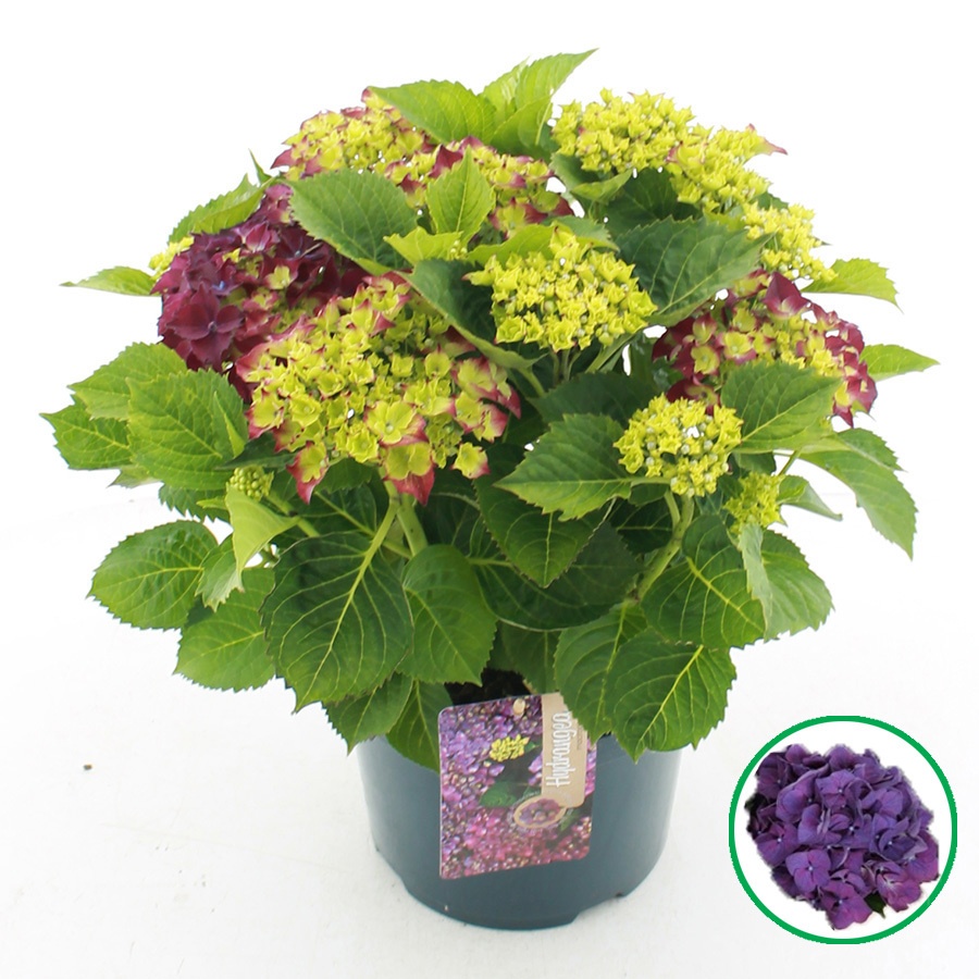 hydrangea