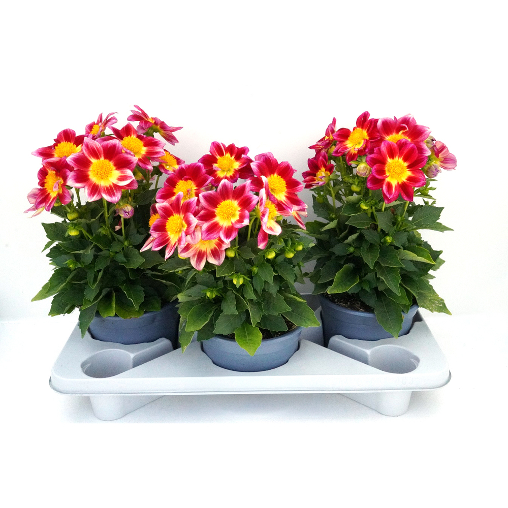 Dahlia hybrida summer bees