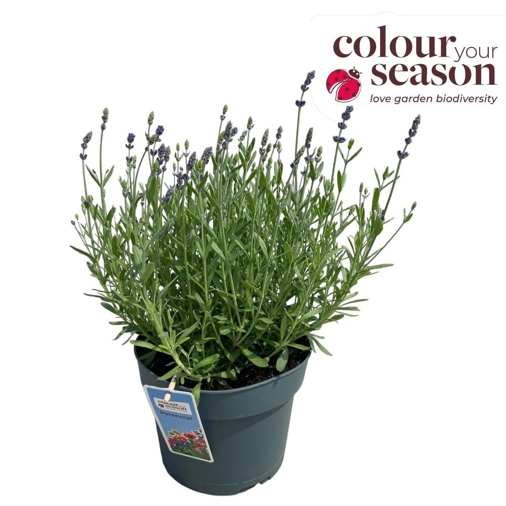 lavandula