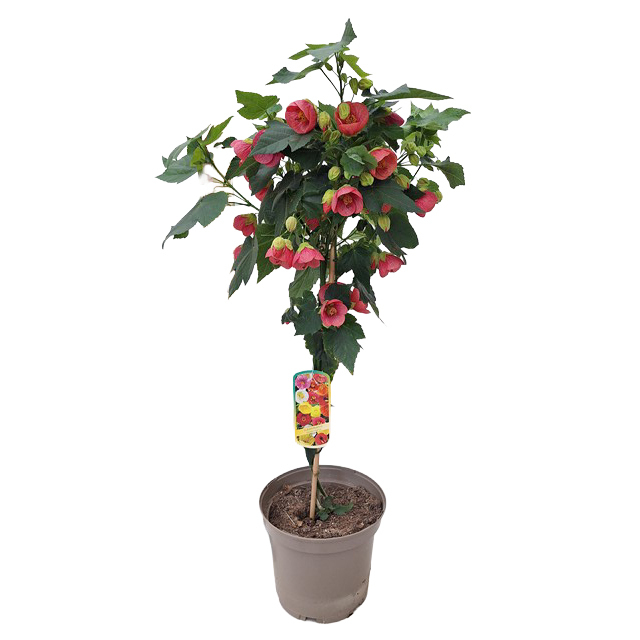 Abutilon megapotamicum