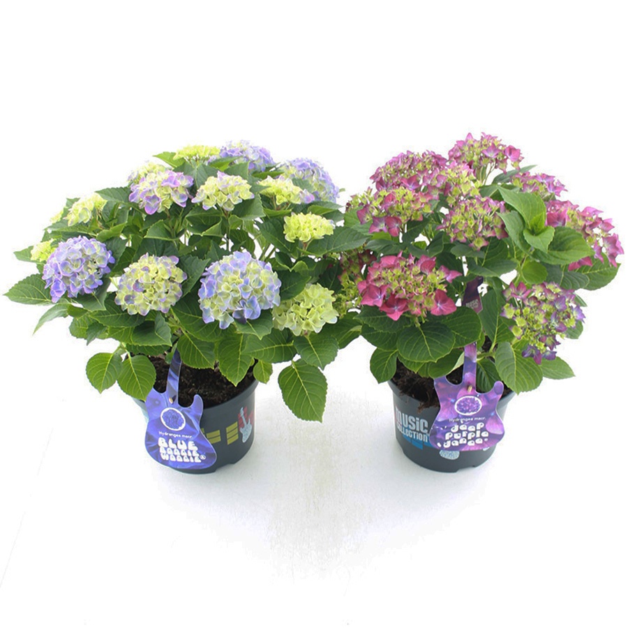 hydrangea
