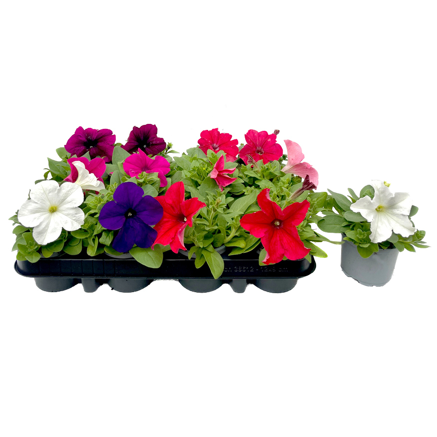 Petunia grandiflora