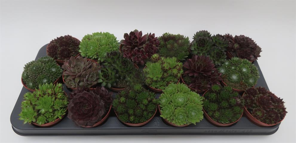 sempervivum