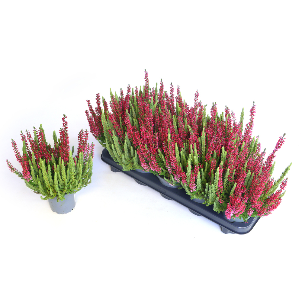 Calluna vulgaris beauty ladies mintberry