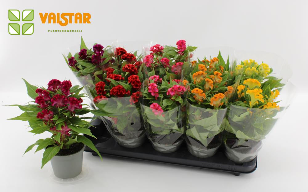 celosia