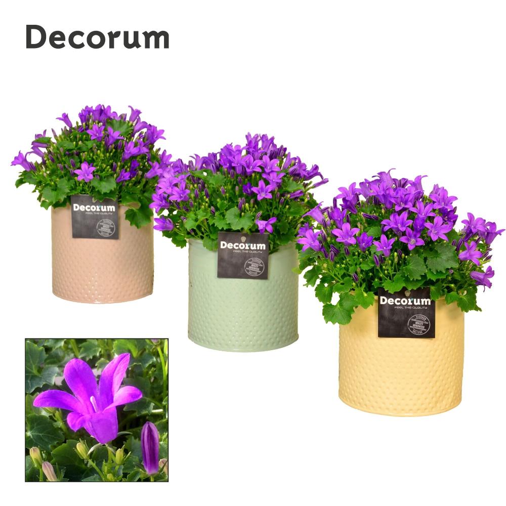 campanula