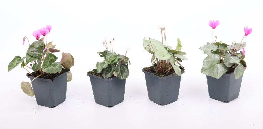 cyclamen