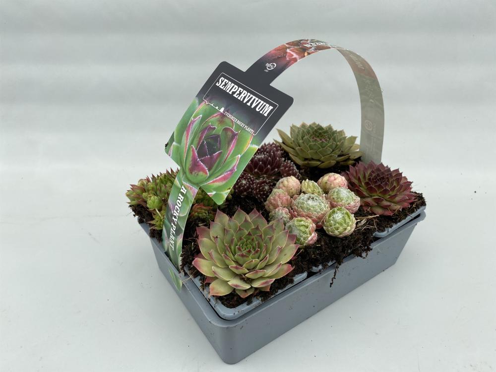 sempervivum