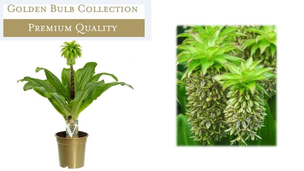 Eucomis