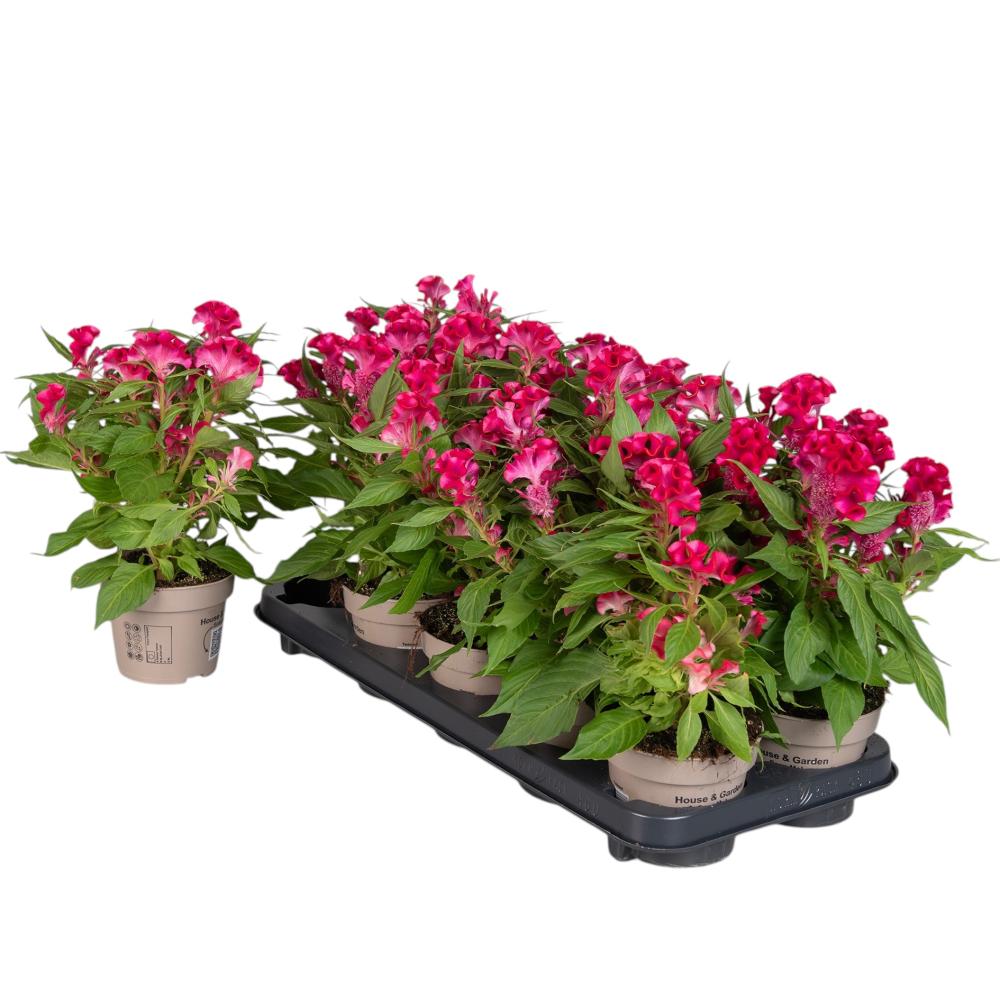 celosia