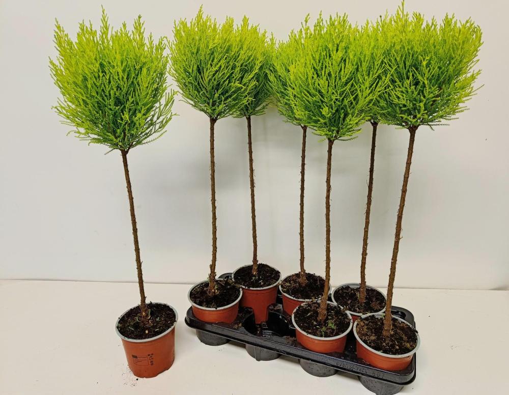 cupressus