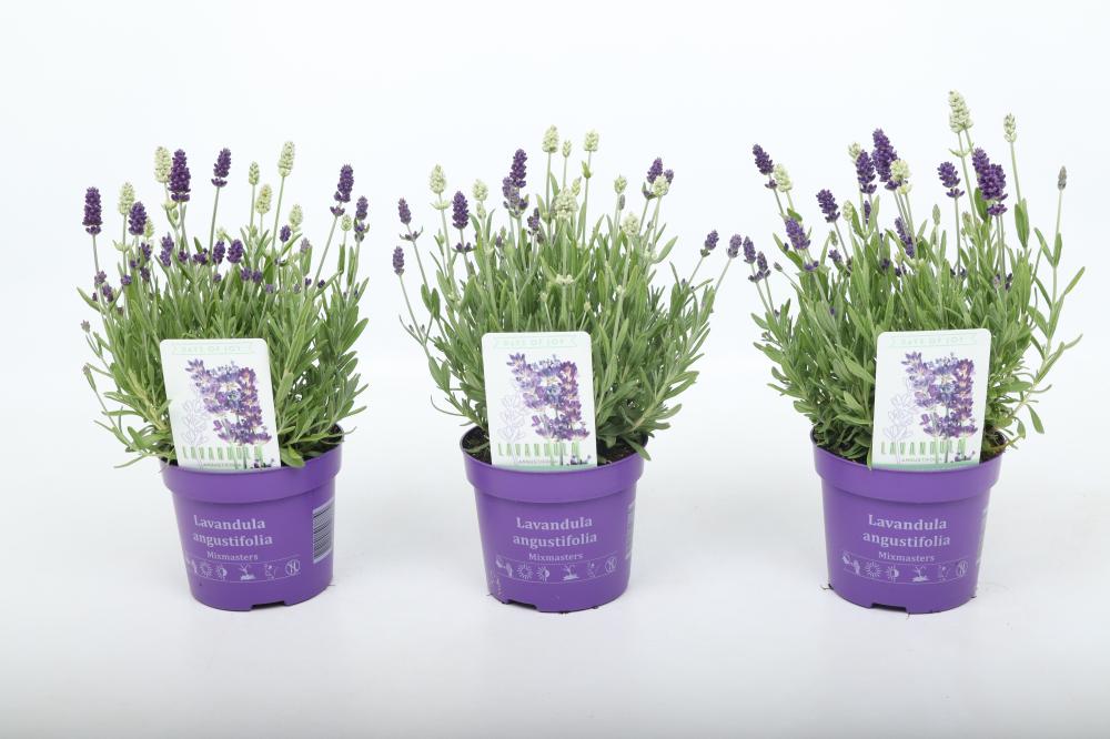 lavandula