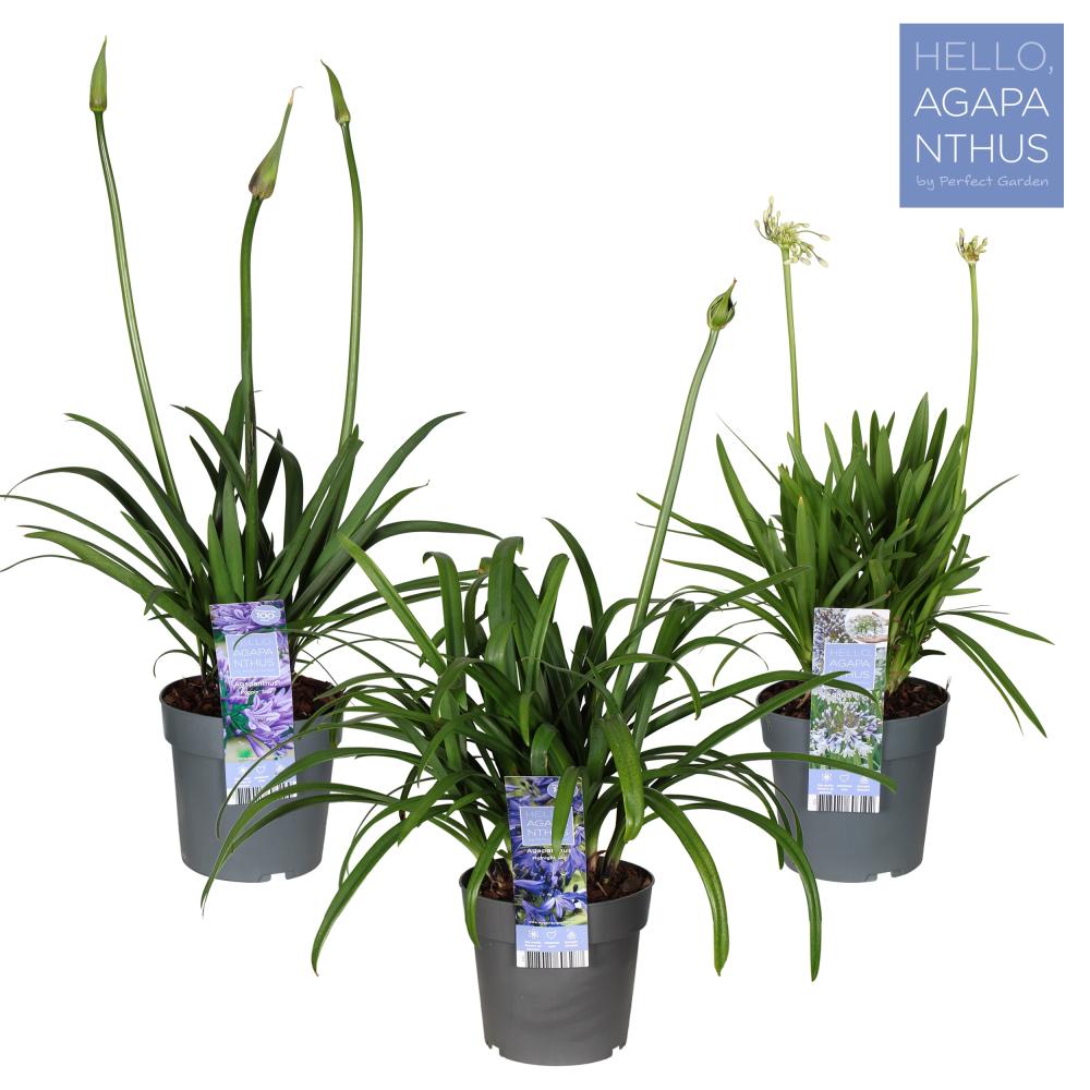 agapanthus