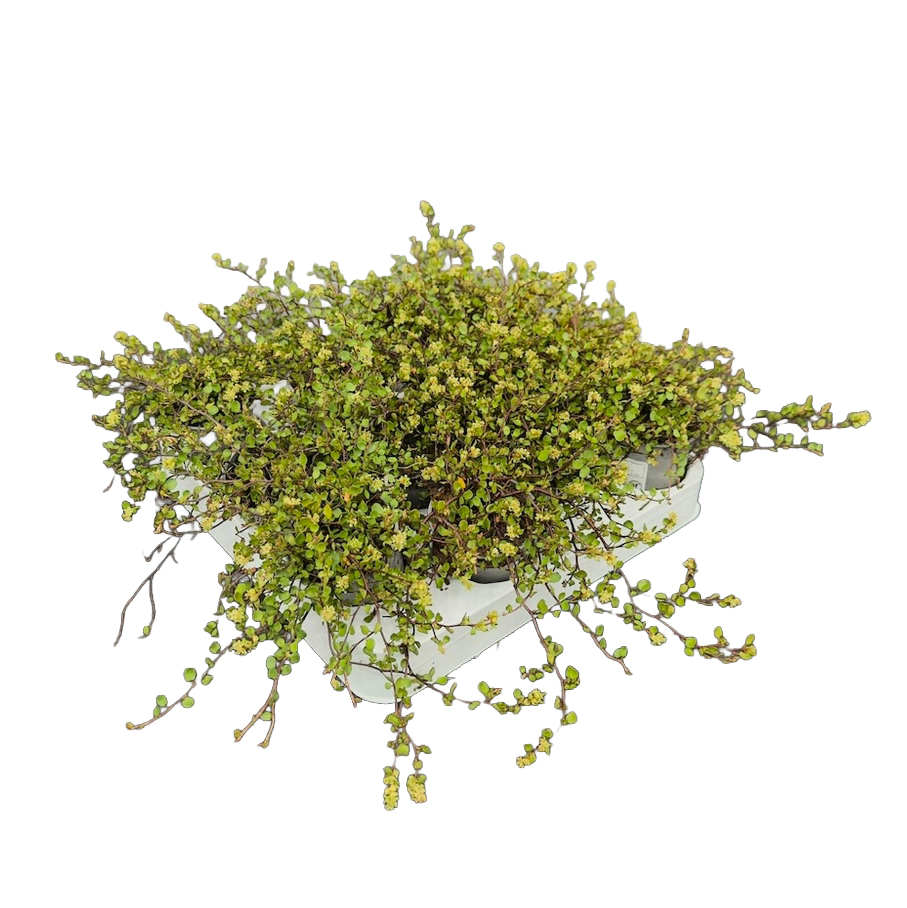 Muehlenbeckia complexa