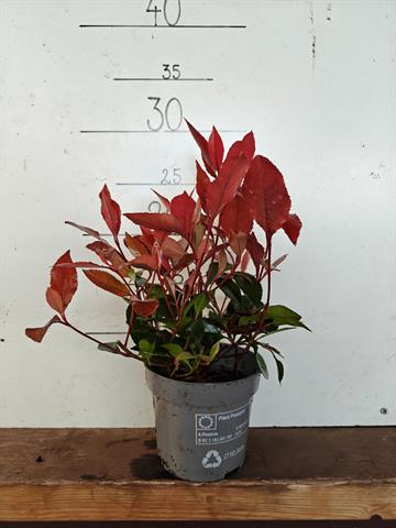 Photinia
