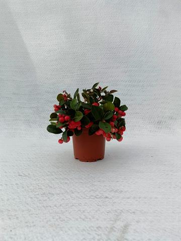 Gaultheria