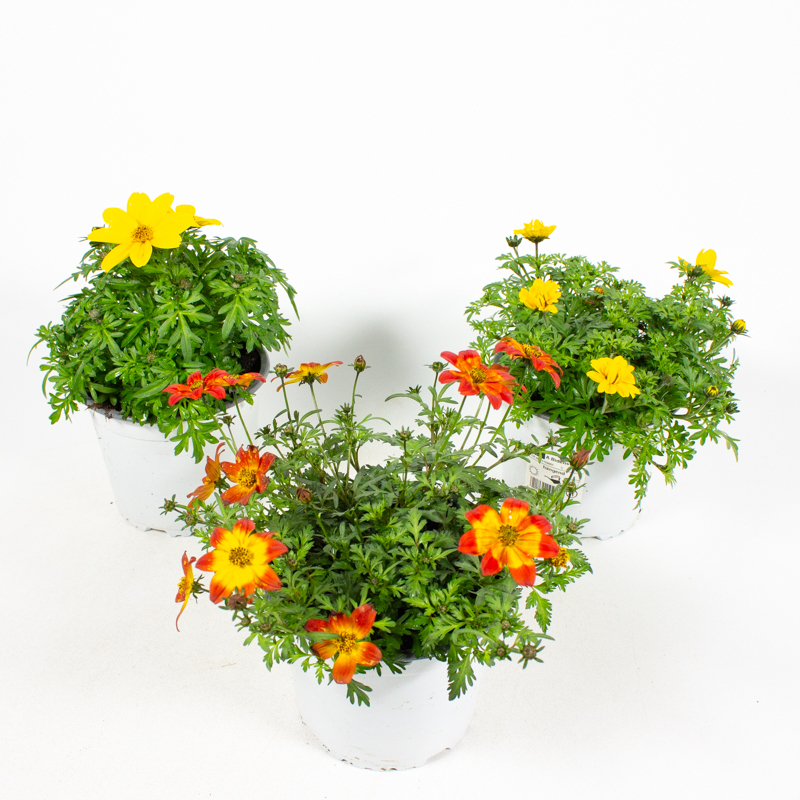 Bidens ferulifolia gold strike