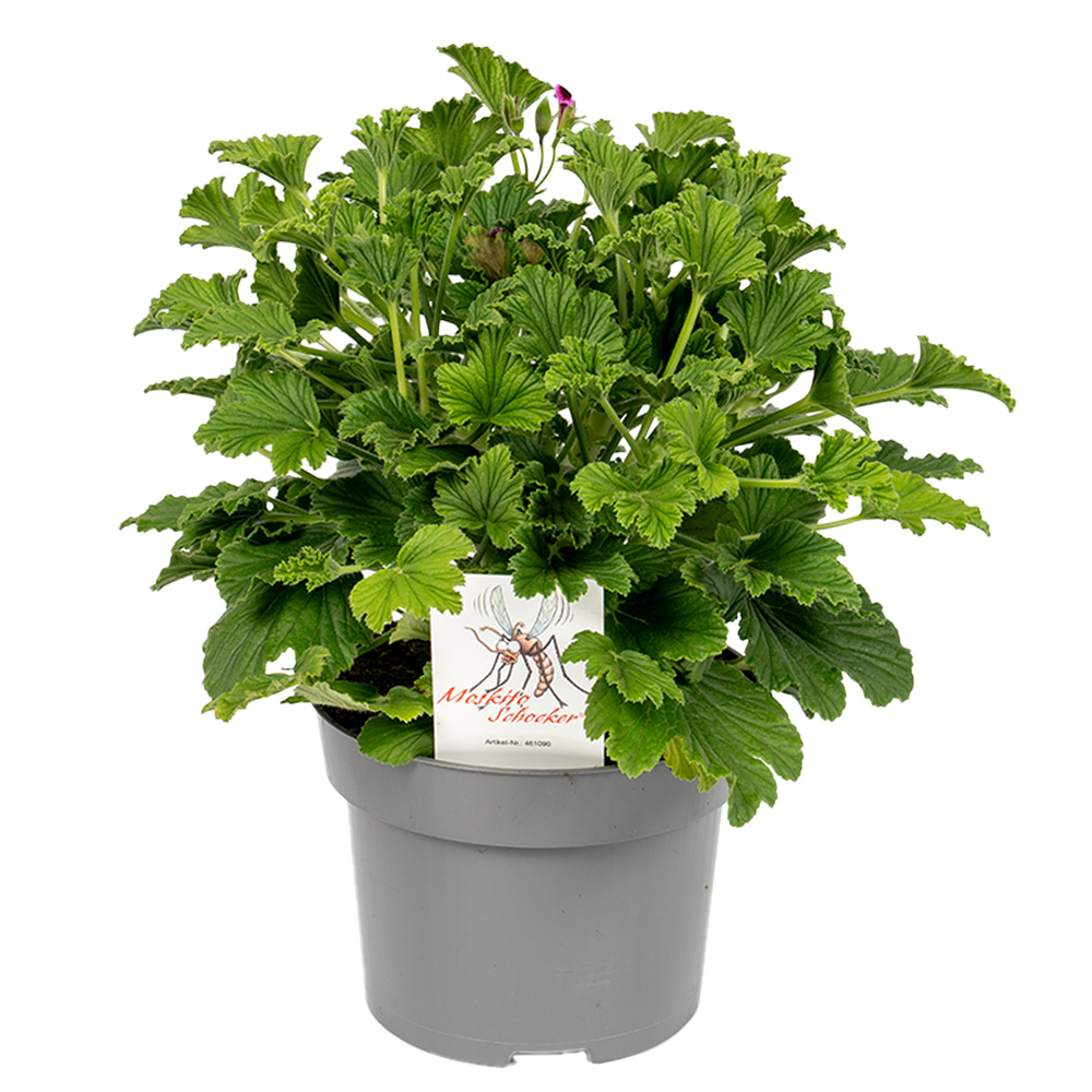 Pelargonium species