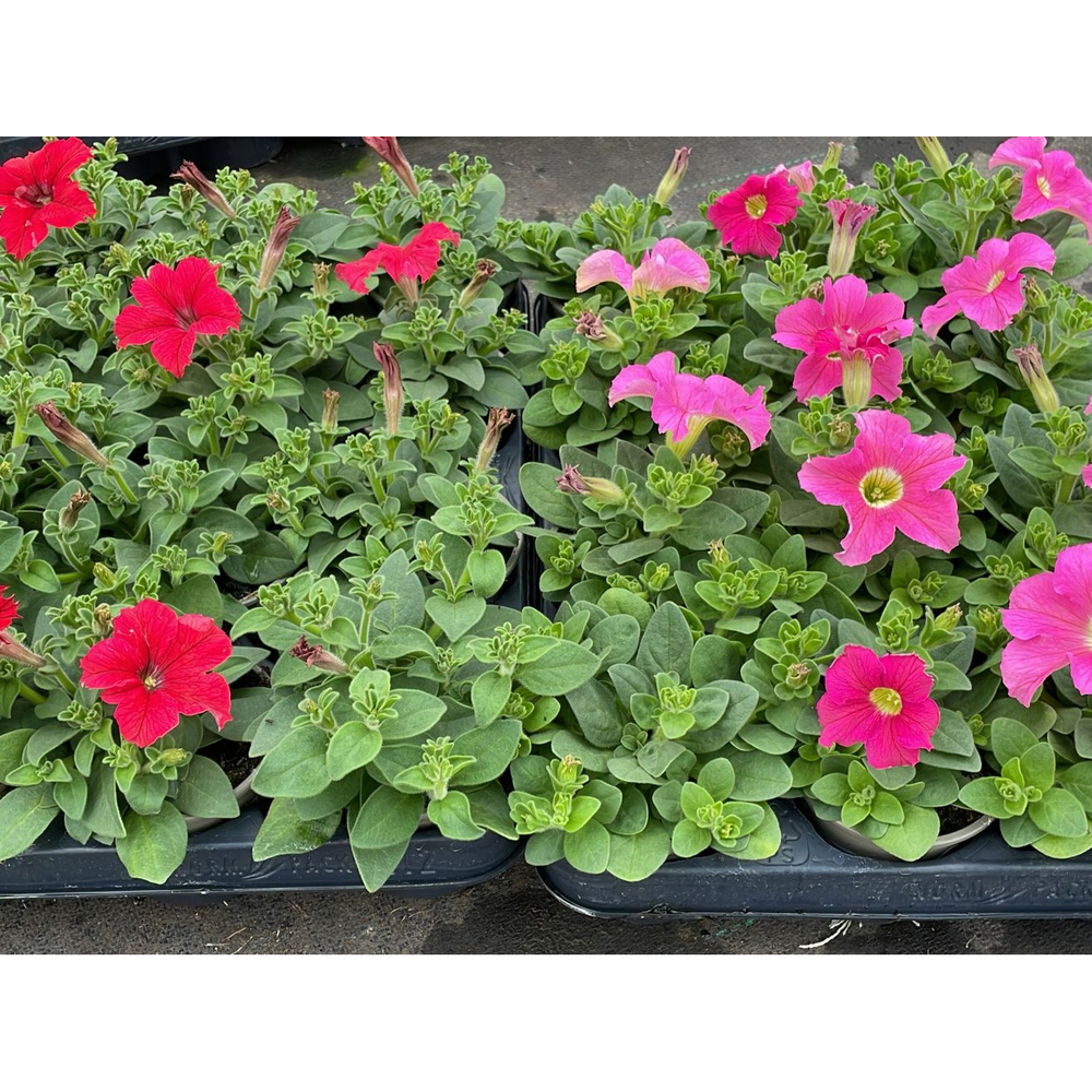 Petunia