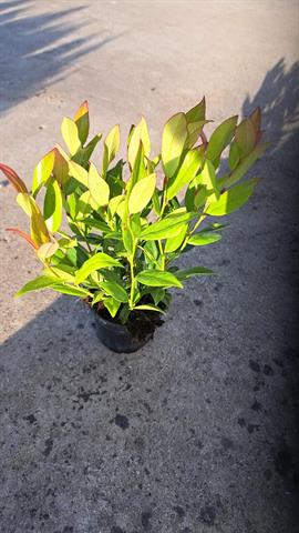 Leucothoe