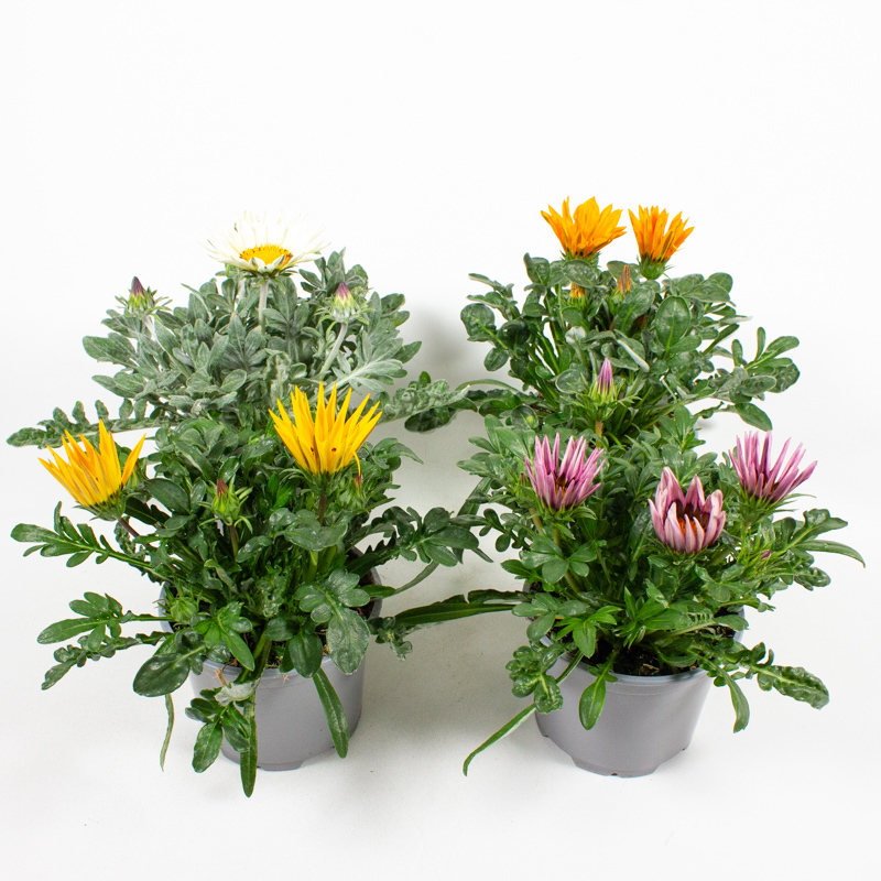 Gazania big kiss