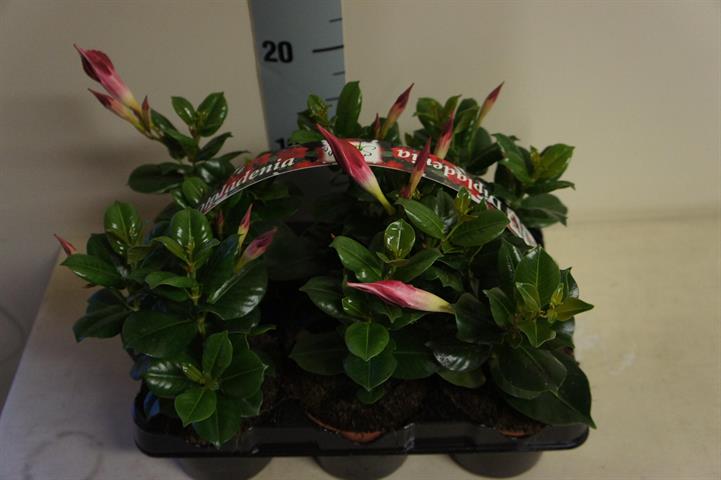 Dipladenia
