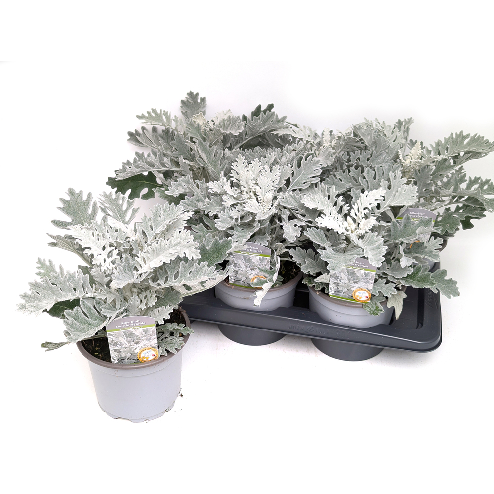 Senecio hybride winter whisper
