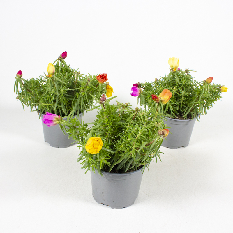 Portulaca rio samba