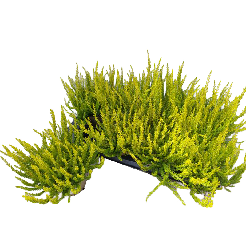 Calluna vulgaris garden girls sunset girls zeta