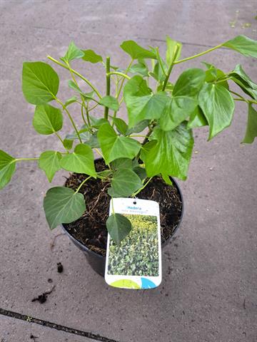 hedera