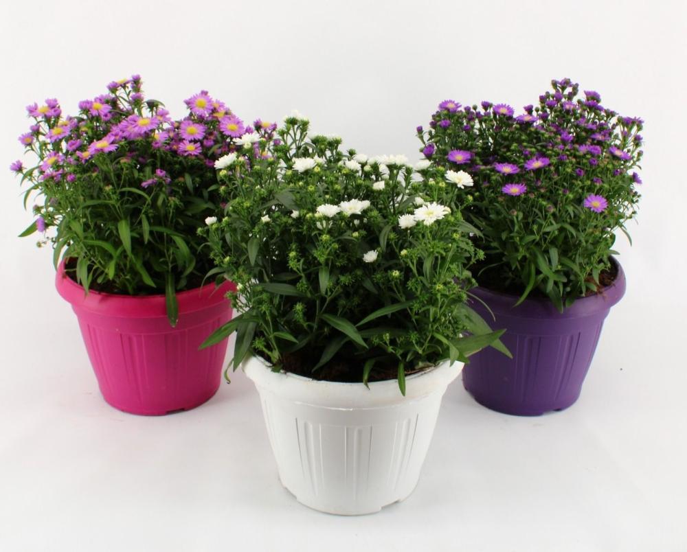 aster