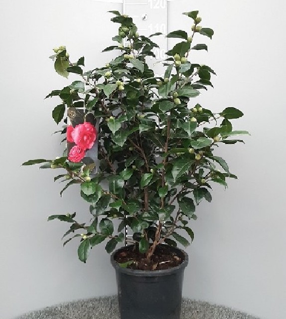 camellia