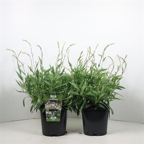 gaura