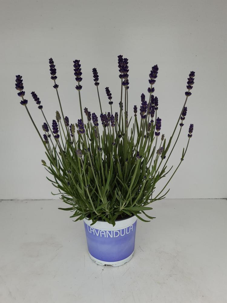 lavandula