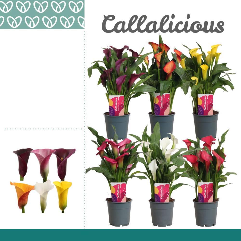 zantedeschia