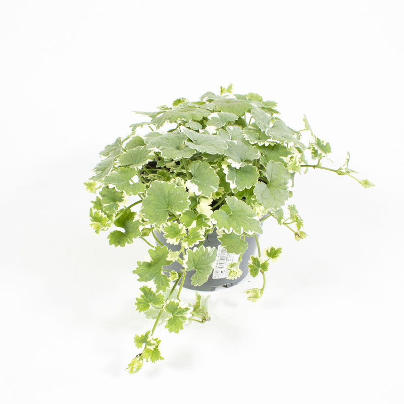 Glechoma variegata