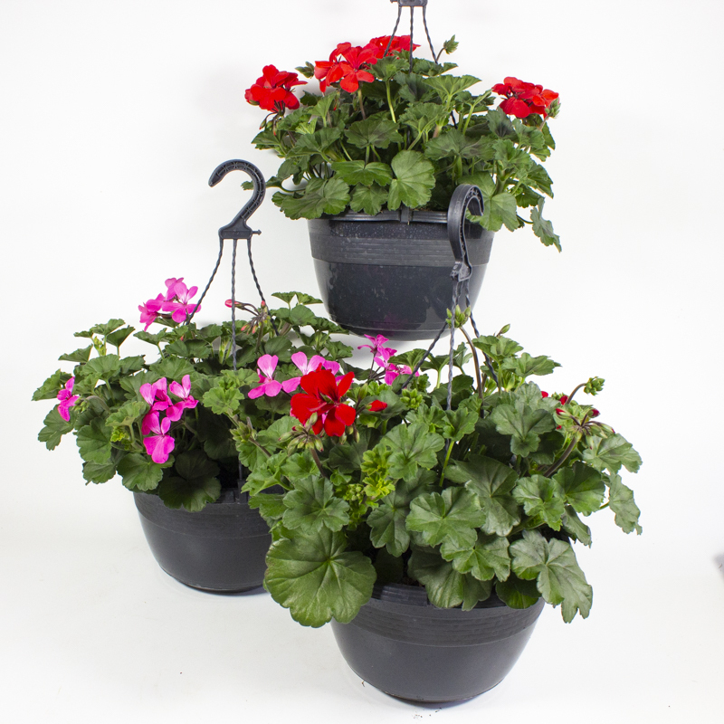 Pelargonium calliope