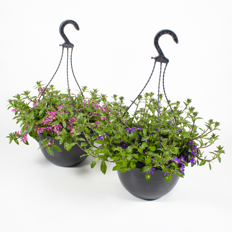 Scaevola