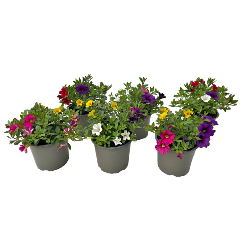 Calibrachoa trio