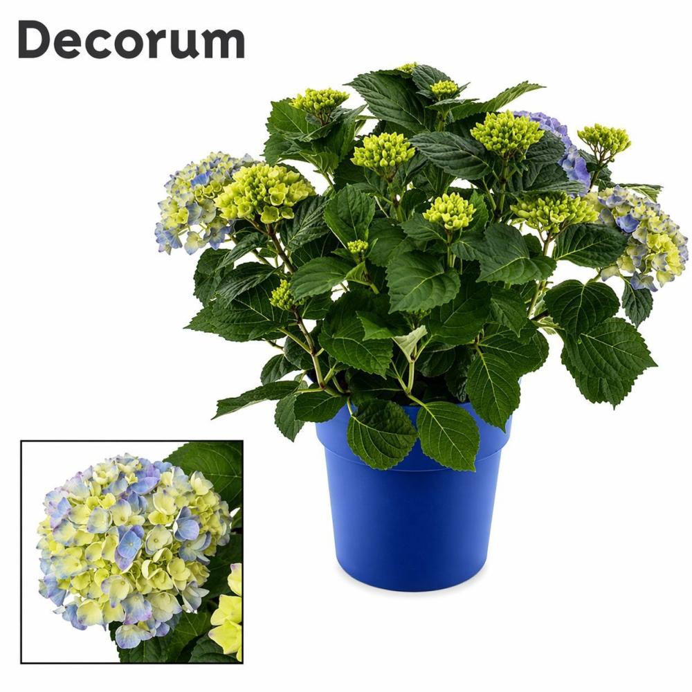 hydrangea
