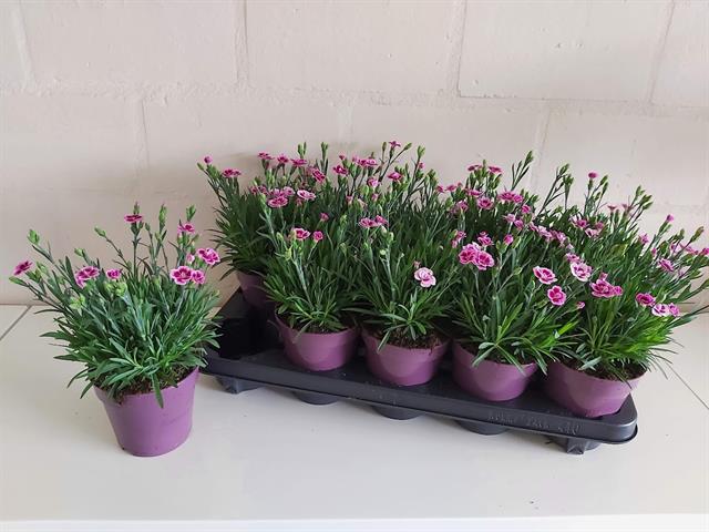 dianthus