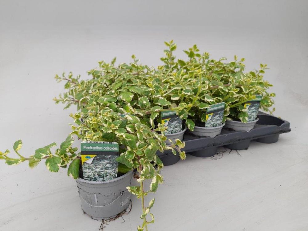 Plectranthus