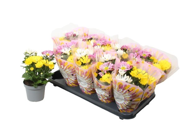 chrysanthemum