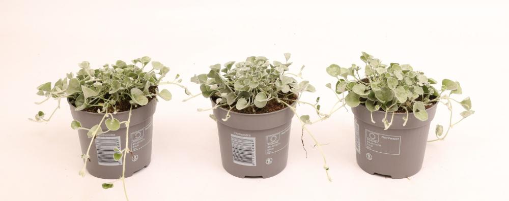 Dichondra