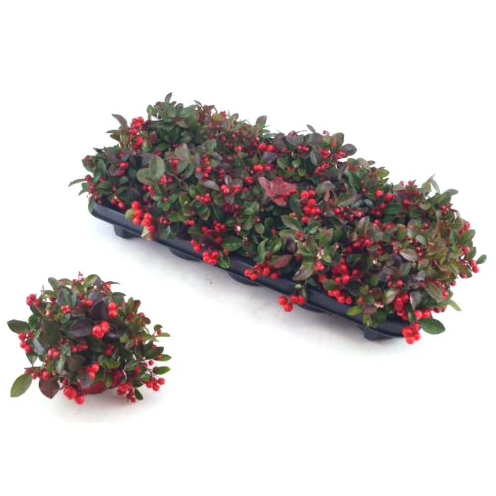 Gaultheria procumbens big berry