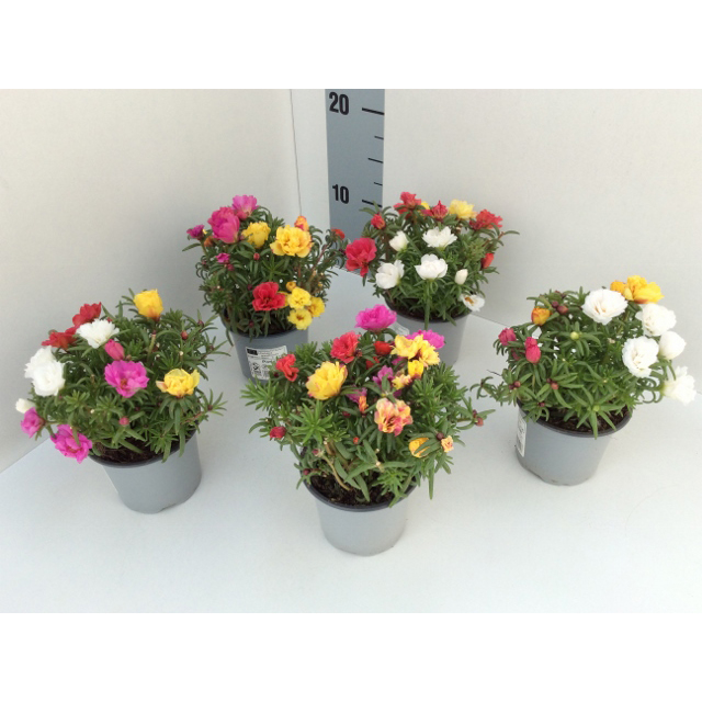 Portulaca grandifora happy hour