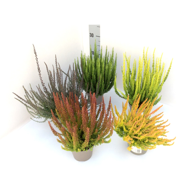 Calluna vulgaris garden girls sunset girls